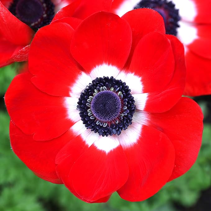 Easy to Grow Anemone His Excellency - 20 Plant Bulbs, Red Flowers with Dark Centers in Spring Full Sun