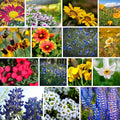 Wildflower Seeds Bulk, Southwestern Wildflower Seed Mix, 1 Lb 640,000+ Seeds, Annual & Perennial Flower, with Southwest Native Wildflowers, Flower Seed Bulk, Desert Wildflowers Mix
