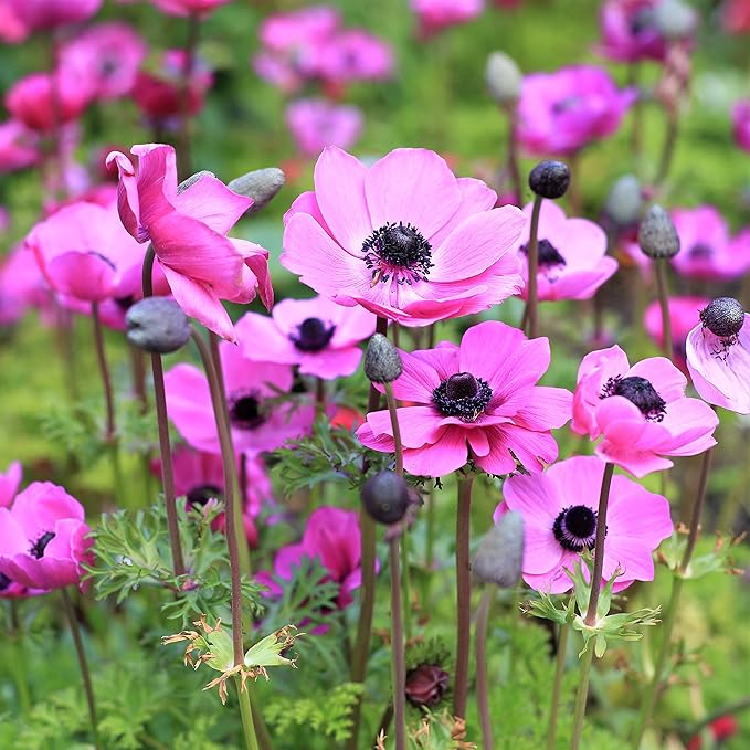 Easy to Grow Anemone Rosea - 20 Plant Bulbs, Bright Pink Flowers in Spring Outdoor, Full Sun