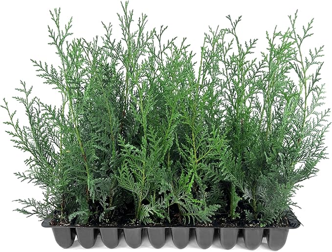 Leyland Cypress | 30 Live Plants | Cupressocyparis leylandii | Fast Growing Privacy Trees, Evergreen Landscape Plants, Drought Tolerant, Low Maintenance, Windbreak, Hardy
