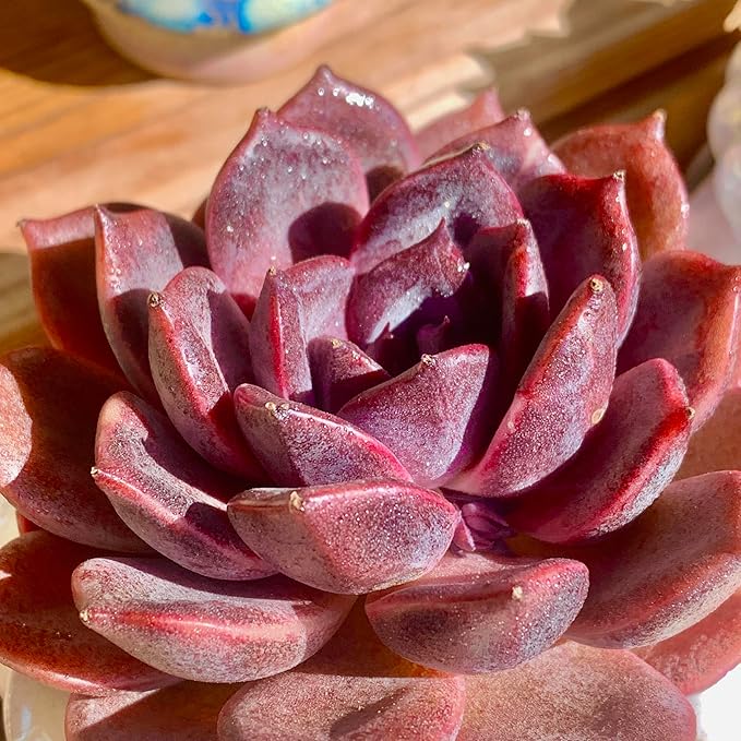 FWPP Live Succulents Plants Echeveria Black Mamba 3 inches,Rare Black Red Succulents Bare Root Without Pot Soil, Live Plants Indoor Office Decoration Wedding and Gift
