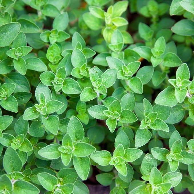 Organic Common Italian Oregano Seeds - USDA Organic, Non-GMO, Open Pollinated, Heirloom (1 Packet - 500 MG - Approx 450 Seeds)