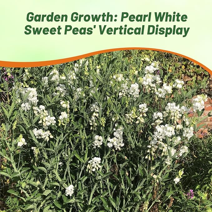 Outsidepride Pearl White Sweet Pea Seeds - 100 Pcs Perennial, Easy to Grow, Vine Seeds for Planting Fragrant, Long-Lasting Flowers with Free-Flowering Habit & Tall Size for Vertical Gardens