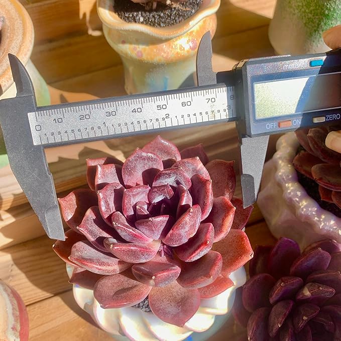 FWPP Live Succulents Plants Echeveria Black Mamba 3 inches,Rare Black Red Succulents Bare Root Without Pot Soil, Live Plants Indoor Office Decoration Wedding and Gift