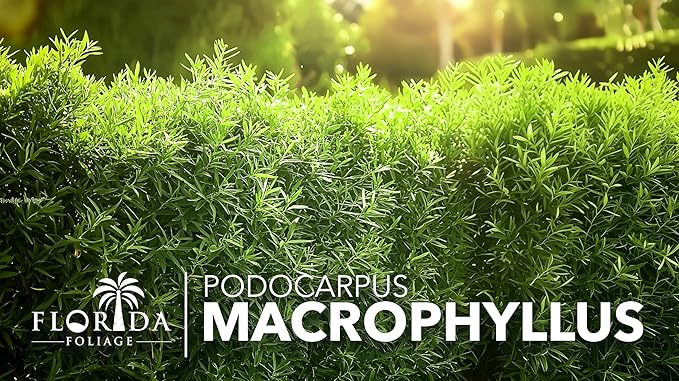 Podocarpus Macrophyllus Japanese Yew | 10 Live Plants | Podocarpus macrophyllus | Privacy Hedge Shrub | Evergreen Landscaping Plants for Gardens & Borders
