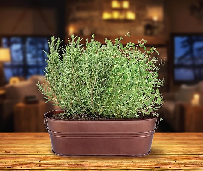 BUZZY Seeds Indoor Herb Garden Kit | Grow Rosemary and Thyme with Non-GMO Seeds | DIY Windowsill Planter Starter Set for Kitchen Countertop, Indoor Gardening, Holiday Gift, Home Decor