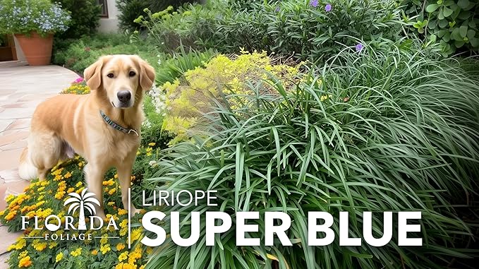 Super Blue | 5 Live Plants | Liriope Muscari | Ground Cover Plant, Ornamental Grass, Drought Tolerant, Low Maintenance, Evergreen Foliage, Purple Flower Spikes, Shade Garden Favorite, Easy to Grow