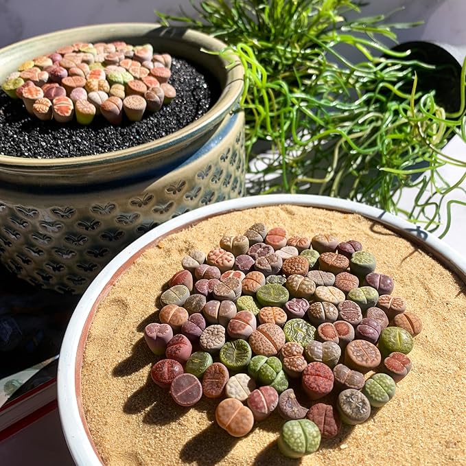 Lithops Random Mix Rare Live Succulent Plants, 30/50/100 Pcs Succulent Live Plant, Bare Root Without Pot Soil, Garden Indoor Office, Friend Plant Lovers Gifts (Normal 30pcs)