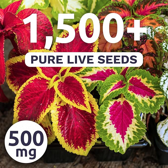 Coleus Rainbox Mix - Large 500mg Envelope - 1,500 Flower Seeds for Planting - Plectranthus scutellarioides