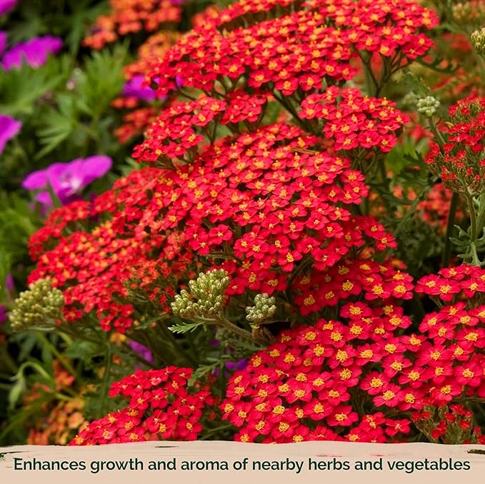 KVITER 7000 Red Yarrow Seeds (Achillea Millefolium Rubra) — Perennial Flower Seeds to Plant Outside, Heirloom & Organic — Native Wildflower Seed for Herb Garden, Beds, Containers & Meadows