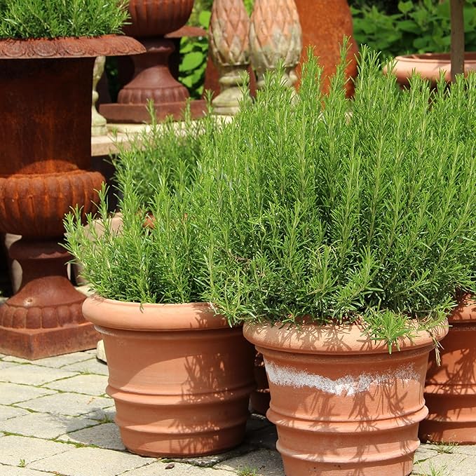 The Old Farmer's Almanac Heirloom Culinary Rosemary Herb Seeds - Premium Non-GMO, Open Pollinated, Drought & Cold Tolerant (1 Packet - 200 MG - Approx 180 Seeds)