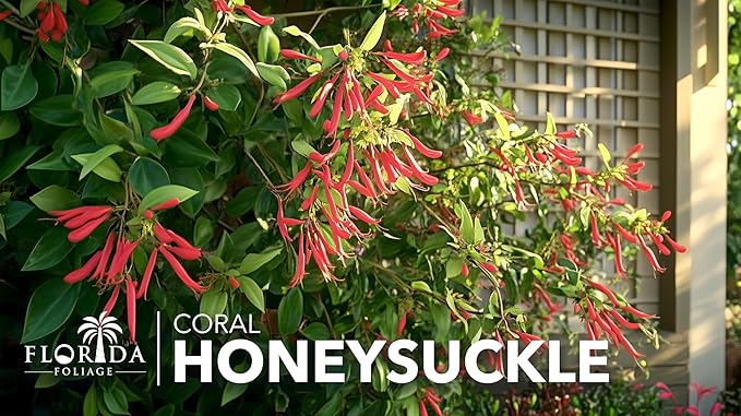 Coral Honeysuckle | 2 Large Gallon Size Plants | Lonicera Sempervirens | Attracts Hummingbirds, Red Trumpet Flowers, Fast Growing Vines, Low Maintenance, Long Blooming Season, Garden Climbing Vine