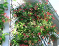 Coral Honeysuckle | 30 Live Plants | Lonicera Sempervirens | Attracts Hummingbirds, Red Trumpet Flowers, Fast Growing Vines, Low Maintenance, Long Blooming Season, Garden Climbing Vine