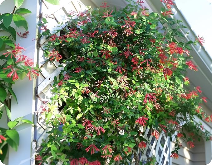 Coral Honeysuckle | 3 Extra Large 3 Gallon Plants | Lonicera Sempervirens | Attracts Hummingbirds, Red Trumpet Flowers, Fast Growing Vines, Low Maintenance, Long Blooming Season, Garden Climbing Vine