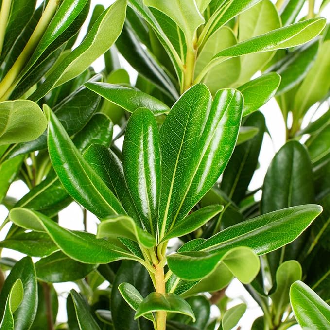 Compact Green Pittosporum | 3 Live Plants | Pittosporum Tobira | Beautiful Fragrant Flowering Low Maintenance Shrub