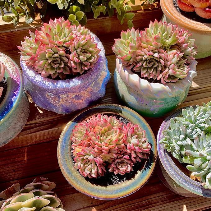 FWPP Live Succulent Echeveria Mebina Variegata,3.5 Inches Mini Succulents Plants Live,Bare Root Without Pot Soil,Clustered Live Plants,House Plants for Gift Party Wedding Garden Baby Shower DIY Decor