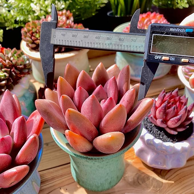 Graptoveria Ruby Donna Rare Live Succulent Plants, Mini Pink 1 Head 2" Live Plant, Package Without Pot & Soil, Garden Indoor Office Desk Wedding Party Baby Shower Decoration, Friend Plant Lovers Gifts