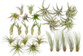 25 Pack of Classic Air Plants Variety - Live Succulent House Plants - Available in Wholesale and Bulk - Home and Garden Decor - Easy Care Indoor/Outdoor Air Plant