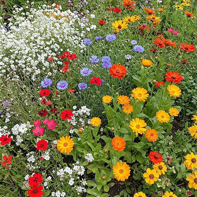 Ferry-Morse Easy Care Children’s Garden Mix Bulk Flower Seeds, 1lb