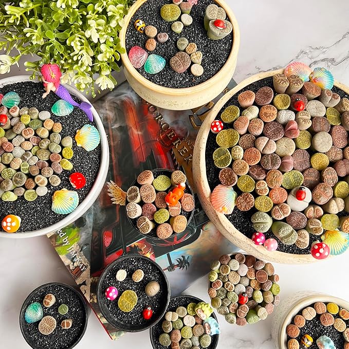 Lithops Random Mix Rare Live Succulent Plants, 30/50/100 Pcs Succulent Live Plant, Bare Root Without Pot Soil, Garden Indoor Office, Friend Plant Lovers Gifts (Normal 30pcs)