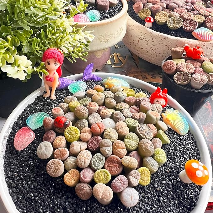 Lithops Random Mix Rare Live Succulent Plants, 30/50/100 Pcs Succulent Live Plant, Bare Root Without Pot Soil, Garden Indoor Office, Friend Plant Lovers Gifts (Normal 50pcs)