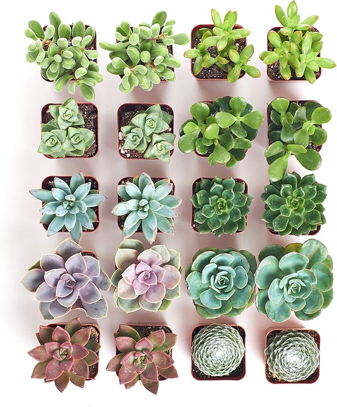 Shop Succulents Assorted Succulent Plant Pack Bulk Collection - Live Mini Succulent Plants, Low Maintenance, Mixture of Colors & Textures - Wedding and Party Favors, Gift & Garden, Pack of 20