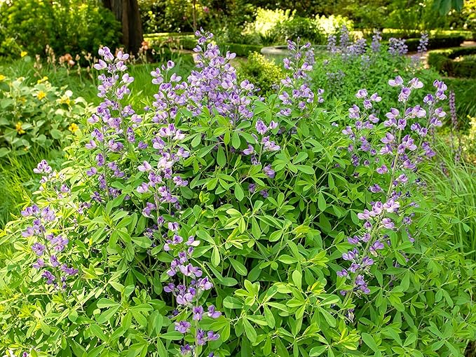 Greenwood Nursery: Live Perennial Plants - Blue False Indigo + Baptisia Australis - [Qty: 5X Pint Pots] - (Click for Other Available Plants/Quantities)