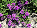 Greenwood Nursery: Live Perennial Plants - 'Homestead Purple' + Verbena Canadensis - [Qty: 10x Pint Pots] - (Click for Other Available Plants/Quantities)