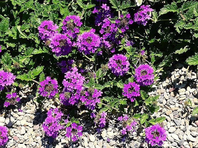 Greenwood Nursery: Live Perennial Plants - 'Homestead Purple' + Verbena Canadensis - [Qty: 1x Pint Pot] - (Click for Other Available Plants/Quantities)