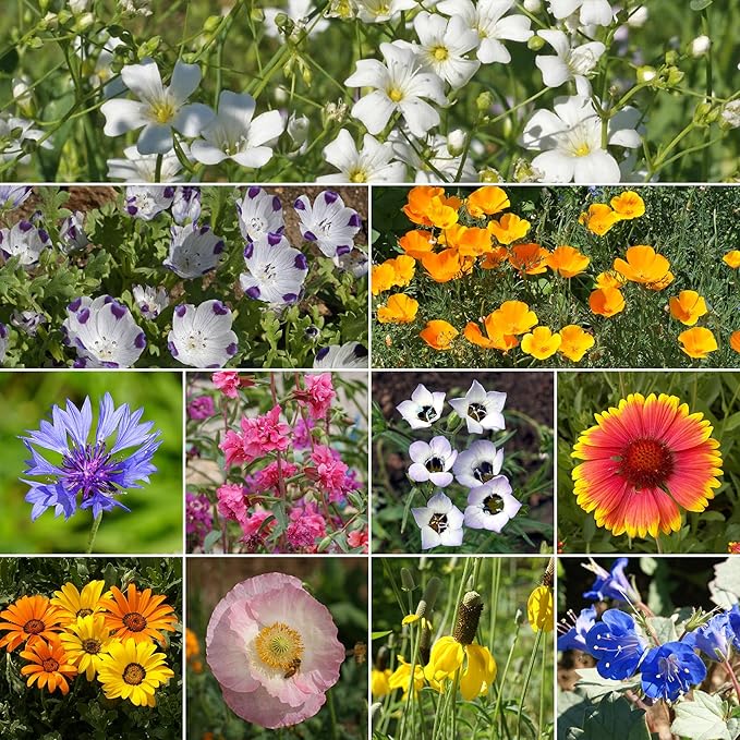 Ferry-Morse Southwest Mix Bulk Wildflower Seeds, 1lb
