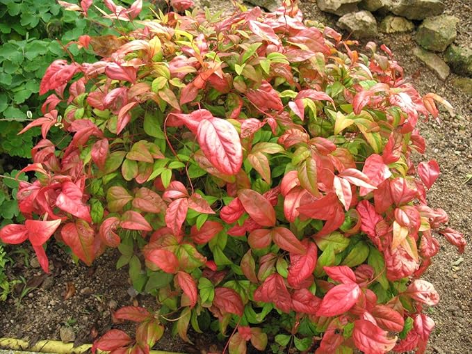 Firepower Nandina Heavenly Bamboo - Live Plant - (1 QT)