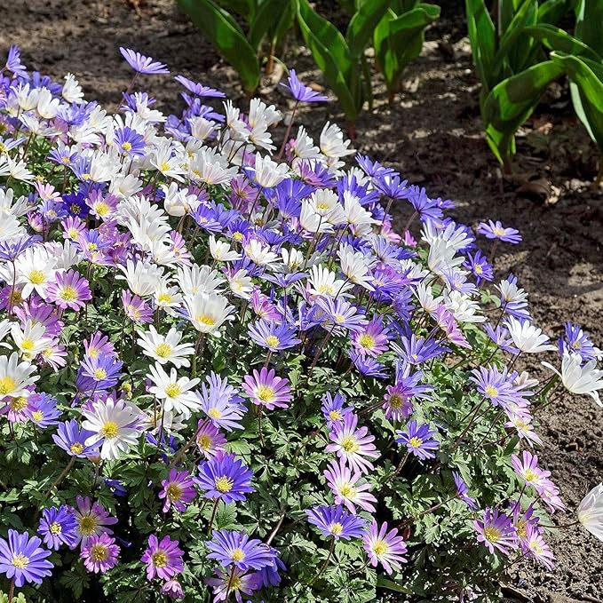 Amazing Deal! Anemone Blanda “Fireworks” Bulbs – Colorful Perennial Flowers | Shade-Loving Windflowers in Purple, White, Pink & Blue | Attracts Butterflies & Bees | Zones 3–8 (15 Bulbs)
