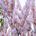 Weeping Yoshino Cherry Tree Live Plant – Flowering Ornamental Tree with Graceful Weeping Branches, Beautiful Cherry Blossom Tree for Garden & Landscape, Hardy Live Yoshino Weeping Cherry Tree