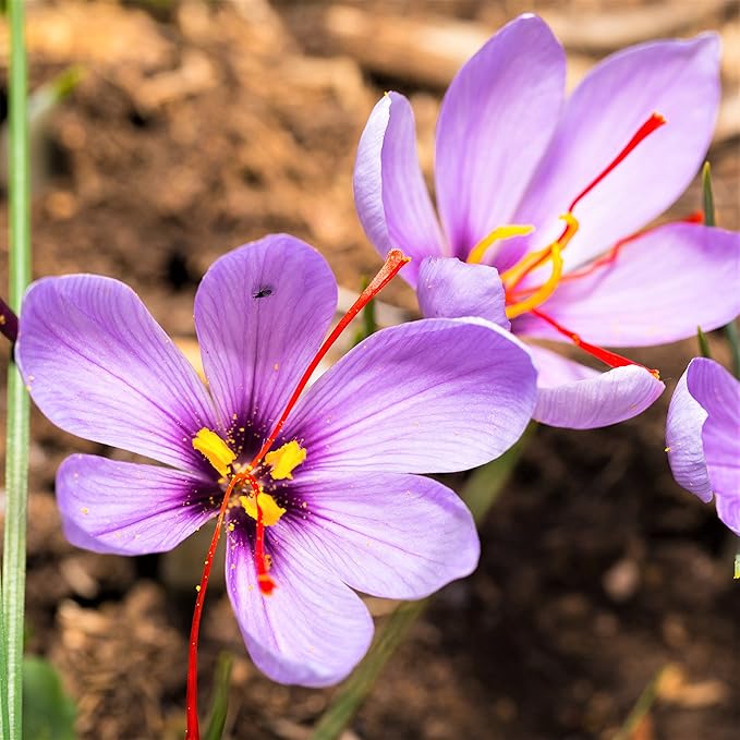Easy to Grow Crocus Sativus 'Saffron Crocus' Plant Bulbs (60 Pack) - Purple Flowers, Grow The Most Expensive Spice in The World