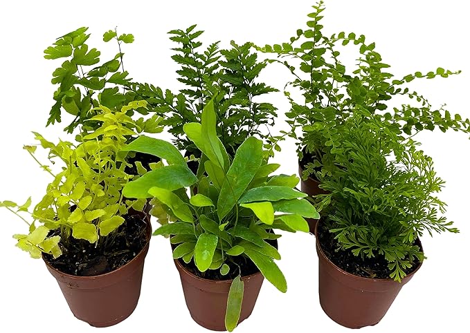 BubbleBlooms Fern Variety Assortment, 6 Different Ferns in 2 inch pots Tiny Mini Pixie Plants
