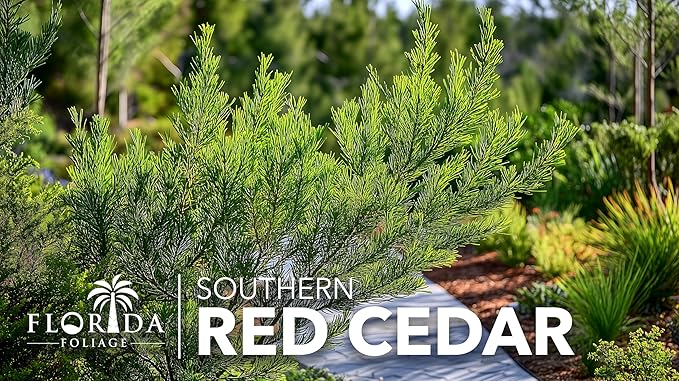Southern Red Cedar | 1 Live Gallon Size Pot | Juniperus Virginiana Silicicola | Evergreen Privacy Trees | Native Landscape Plants