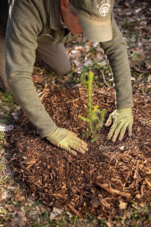 Ponderosa Pine Live Tree Plug Seedlings | 6"-12" | Arbor Day Foundation - (Due to Agricultural Laws, Unavailable to AZ, CA, ID, ME, MT or UT) (3-Pack)