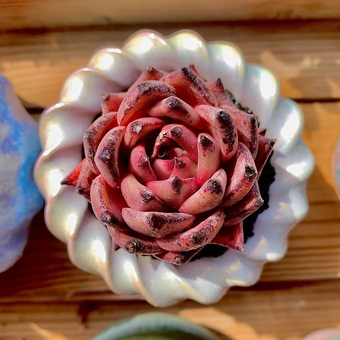 Echeveria Agavoides Romeo Rare Live Succulent Plants, Red 1 Head 2.7" Live Plant, Bare root without Pot Soil, Garden Indoor Office Desk, Wedding Party Baby Shower Decoration, Friend Plant Lovers Gifts