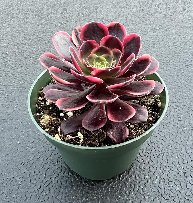 Sprout N Green Aeonium 'Superbang', Live Rare Succulent Potted 4" Planter, Real House Plant for Party Favors Home Indoor Outdoor Garden Wedding Decoration DIY Projects