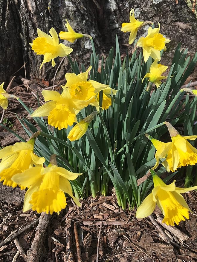 Dutch Master Daffodils (25 Bulbs) - Yellow Daffodil Narcissus Bulbs