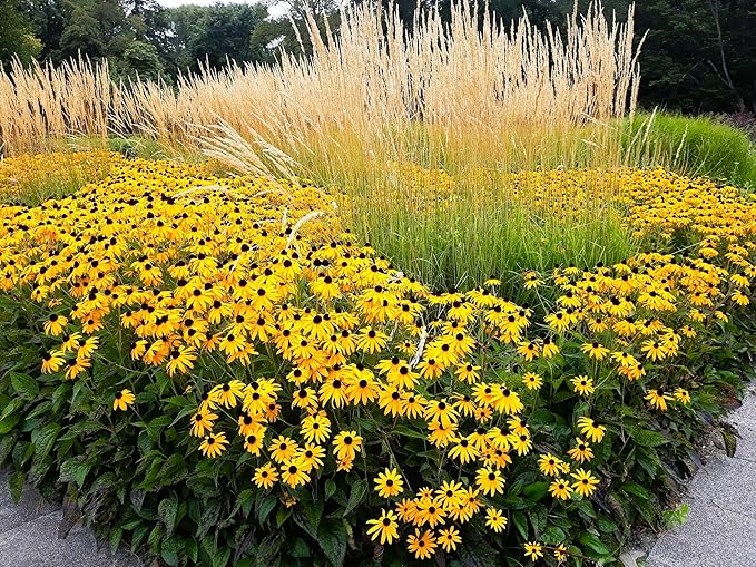 Greenwood Nursery: Live Perennial Plants - Black-Eyed Susan + Rudbeckia Fulgida 'Goldsturm' - [Qty: 5X Pint Pots] - (Click for Other Available Plants/Quantities)