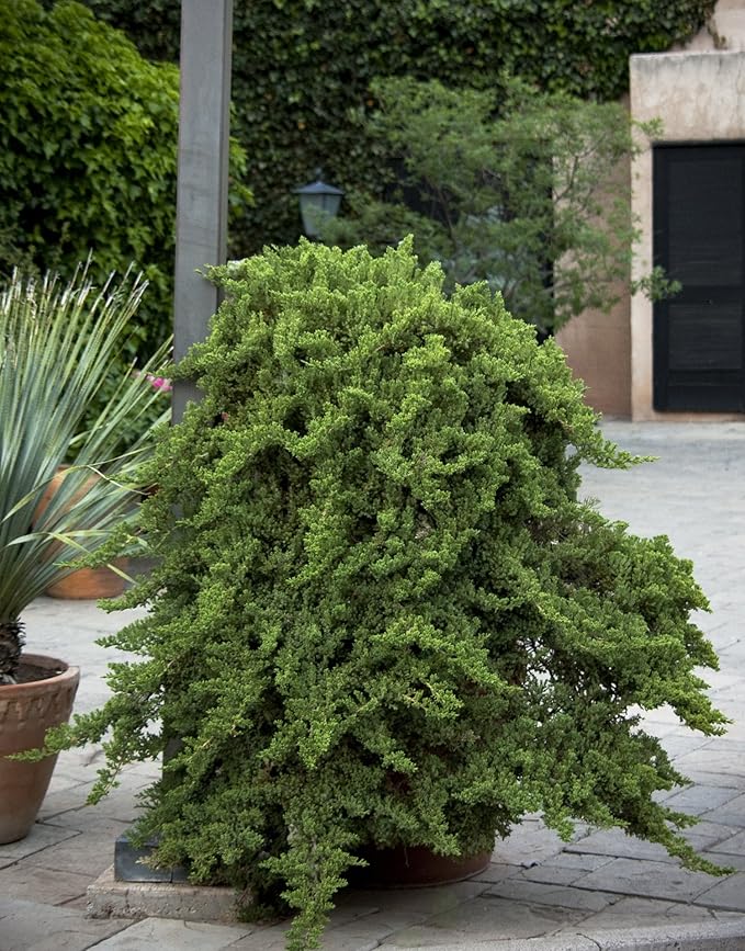 Juniper Procumbens Nana - 3 Live Plants - Drought Tolerant Evergreen Groundcover - Great for Bonsai