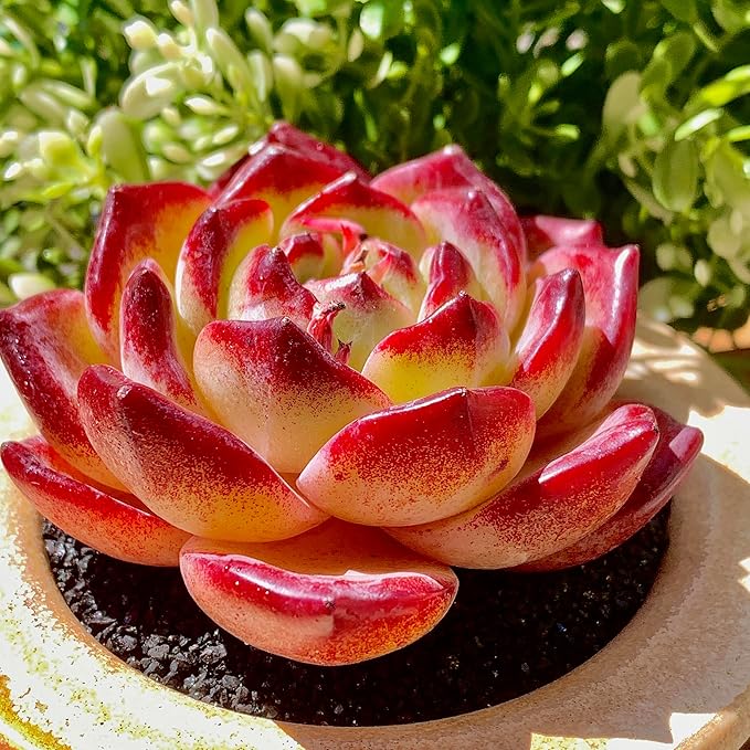 Echeveria Daredevil Rare Live Succulent Plants, Red 1 Head 2.5" Live Plant, Package Without Pot Soil, Garden Indoor Office Desk, Wedding Party Baby Shower Decoration, Friend Plant Lovers Gifts