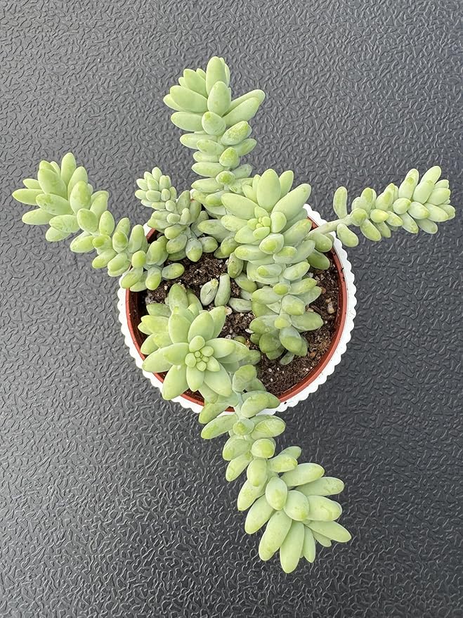 Donkey's Tail with 4" White Stripe Pot, Live Sedum Morganianum-Burro's Tail Succulent with Soil Mix, Rare House Plant for Home Office Wedding Indoor Outdoor Decoration, DIY Projects, Party Favor
