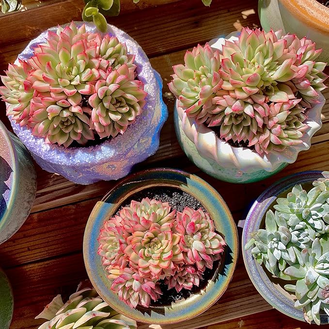 FWPP Live Succulent Echeveria Mebina Variegata,3.5 Inches Mini Succulents Plants Live,Bare Root Without Pot Soil,Clustered Live Plants,House Plants for Gift Party Wedding Garden Baby Shower DIY Decor