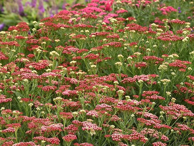Greenwood Nursery: Live Perennial Plants - Achillea New Vintage Red Yarrow - [Qty: 3X Pint Pots] - (Click for Other Available Plants/Quantities)