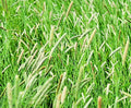 Climax Timothy Grass Seeds for Planting - Cover Crop, Hay Grass, Deer, Wildlife Food Plot Seed (5 Pounds)