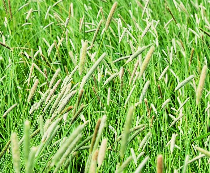 Climax Timothy Grass Seeds for Planting - Cover Crop, Hay Grass, Deer, Wildlife Food Plot Seed (5 Pounds)