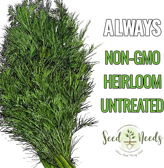 Seed Needs Dill Seeds for Planting Bouquet Herbs - Non-GMO Heirloom & Untreated Herb Seed to Plant a Home Grown Indoor / Outdoor Garden (1 Pack)