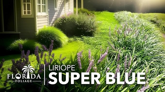 Super Blue Liriope Muscari - 3 Live Plants - Evergreen Ground Cover Grass